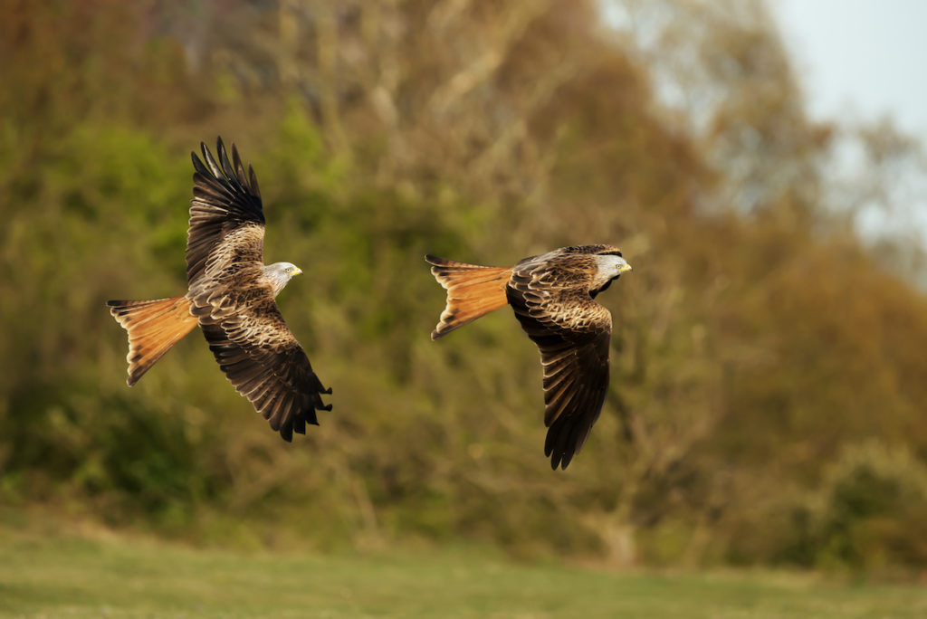Red kites in flight in the Chilterns by Giedriius Shutterstock