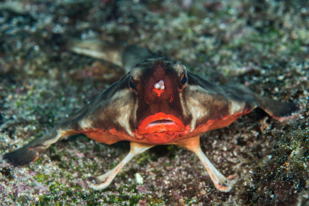 The Red-lipped batfish is endemic to the Galápagos Islands 