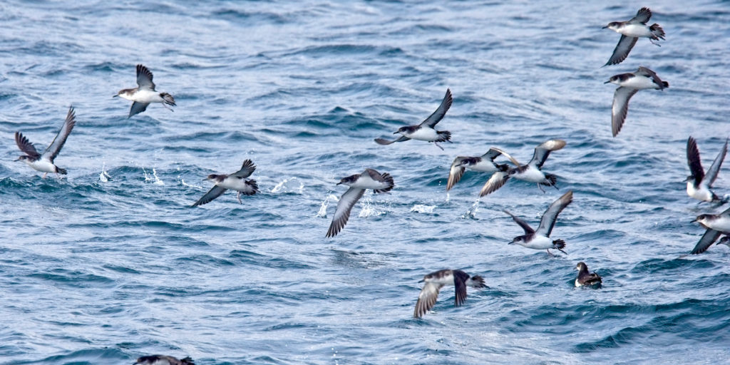 Shearwaters Sea off coast of Cornwall by tony mills Shutterstock