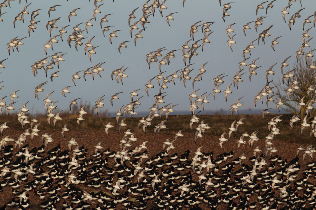 Snettisham RSPB Reserve Birdwatching UK Norfolk by Erni Shutterstock