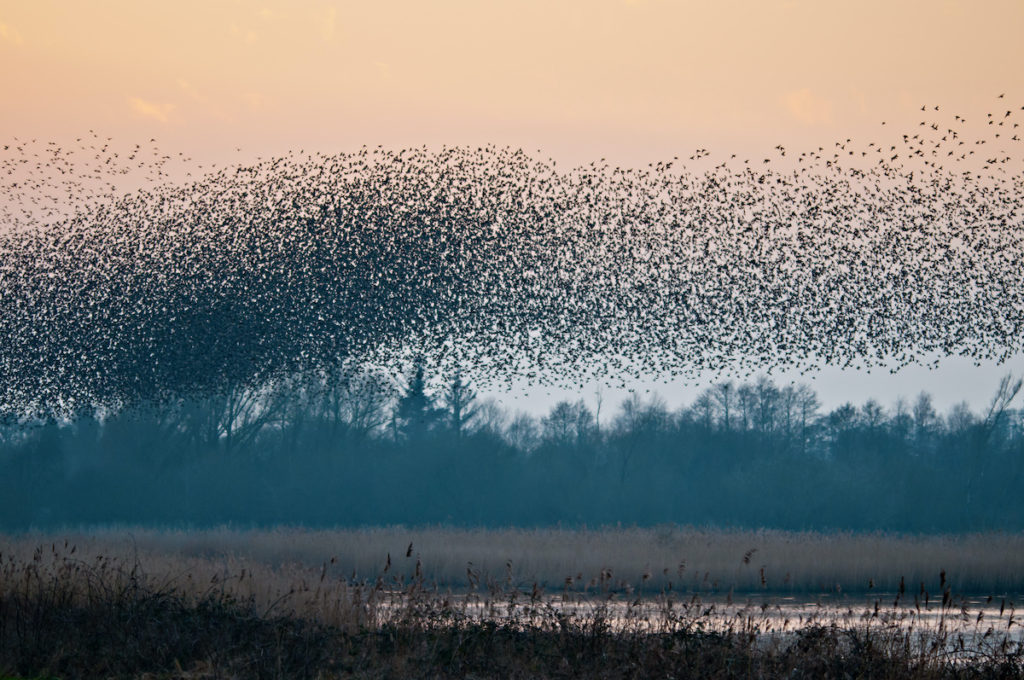 Starling Murmuartion Birdwatching UK Somerset by Richard Evans Shutterstock