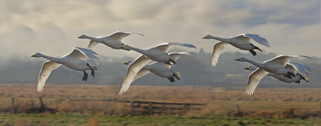 Whooper swans Martin Mere Nature Reserve Lancashire by Tony Brindley Shutterstock