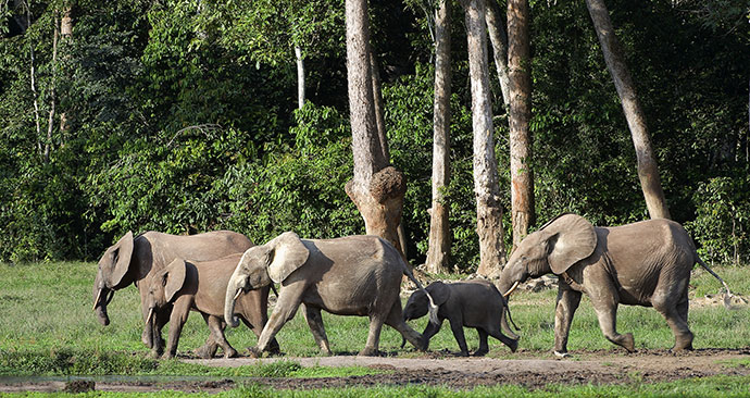 Forest elephants Congo Basin by Sergey Uryadnikov Shutterstock