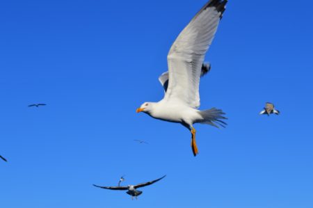 Seagull Song
