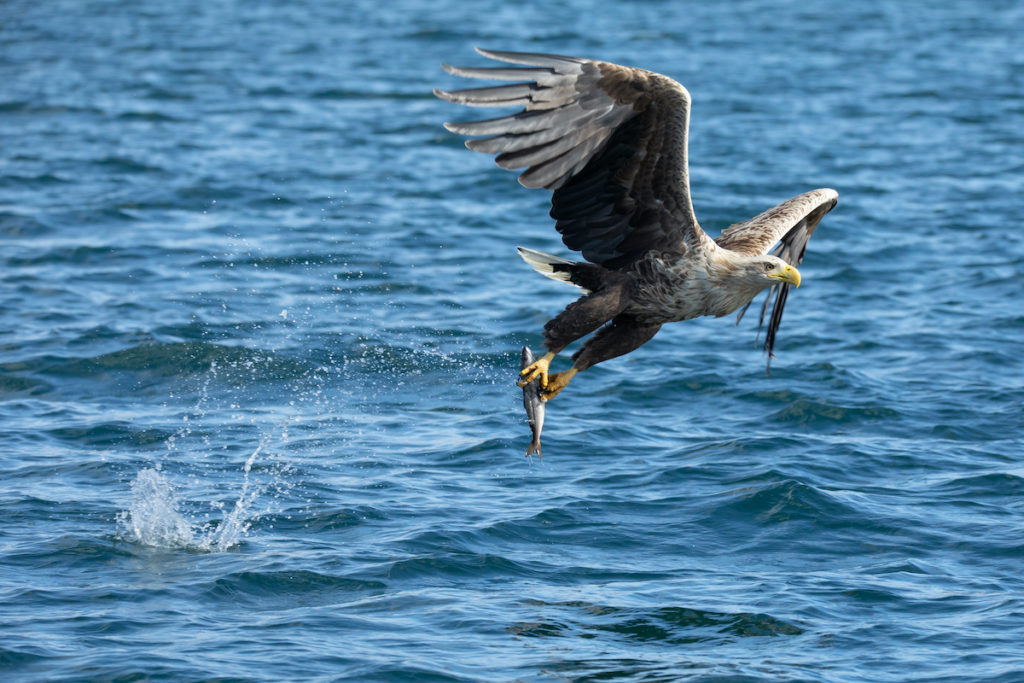 White Tailed Eagle Mull Inner Hebrides by EvolvePhoto Shutterstock