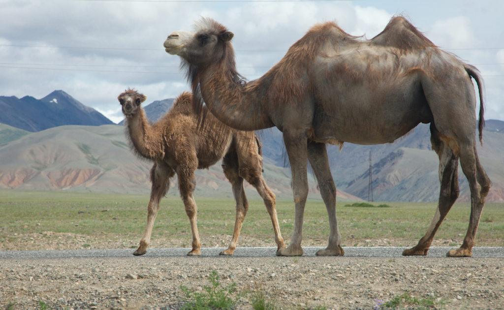 Wild Bactrian Camel Mongolia by aleksander hunta Shutterstock