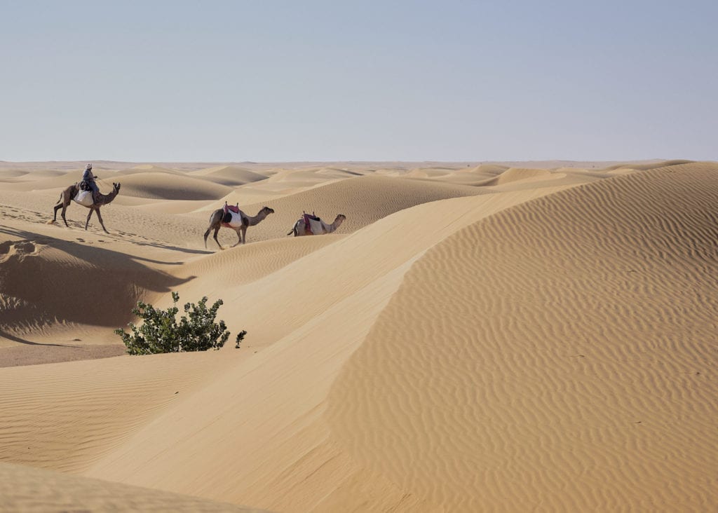 Camels desert dunes Sudan by Nicholas Holt