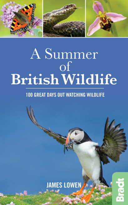 A Summer of British Wildlife
