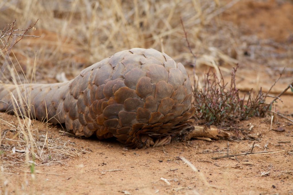 Ground Pangolin starting to roll itself by David Brossard Flickr