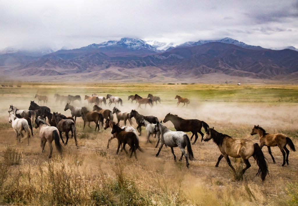 Horses Kyrgyzstan by Bharat Patel