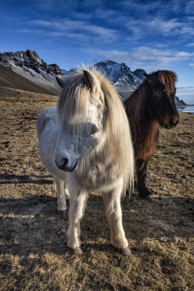 Icelandic Horses by Scott Bennett