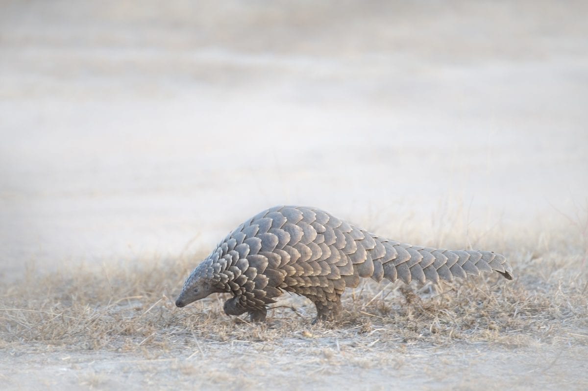 Ground Pangolin by Dawie Jacobs Photography Shutterstock