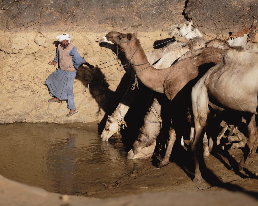 Camels Sudan desert by Nicholas Holt