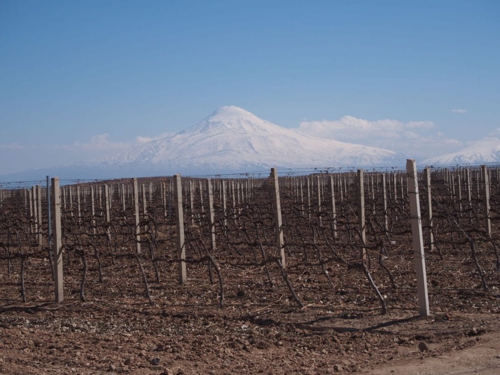 Vineyards in the shadows of Mount Ararat, Armenia