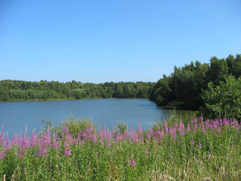 Brereton Heath Nature Reserve, Cheshire, Bill Webb