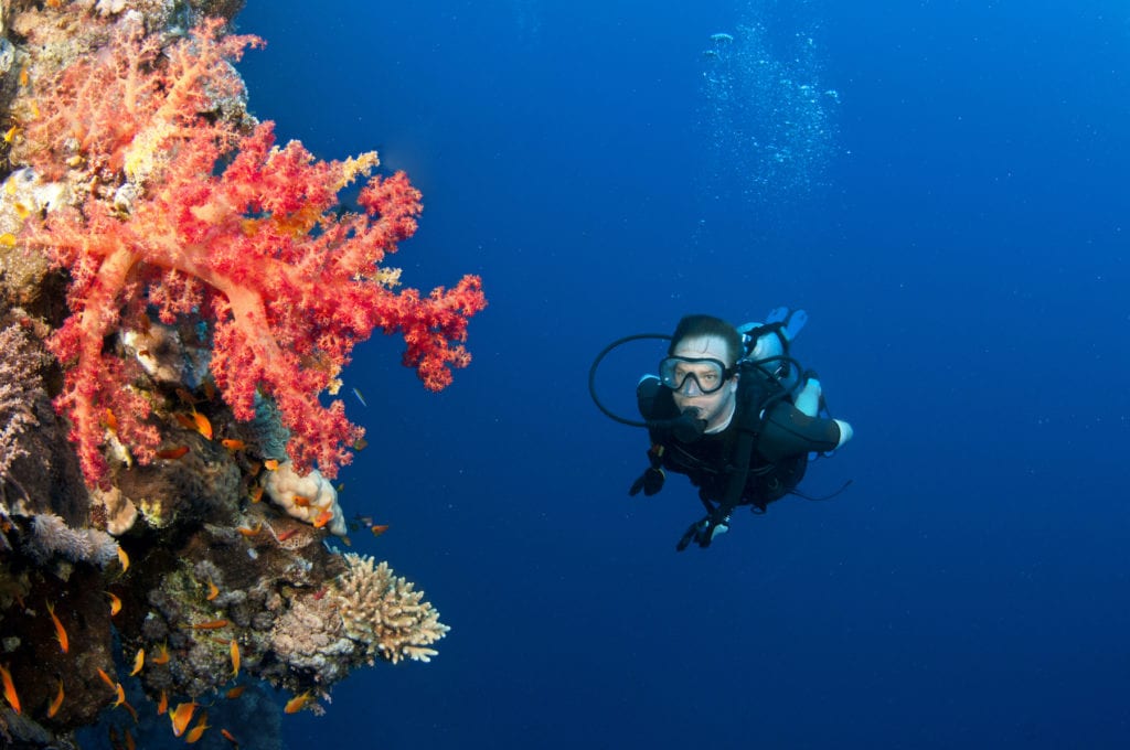 Corals Scuba Diver Seychelles by JonMilnes Shutterstock