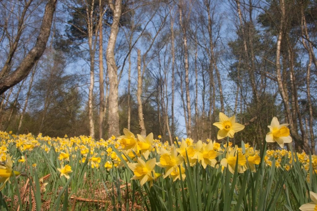 Daffodils Farndale North York Moors best places to see spring flowers by deargdoom57 Wikimedia Commons