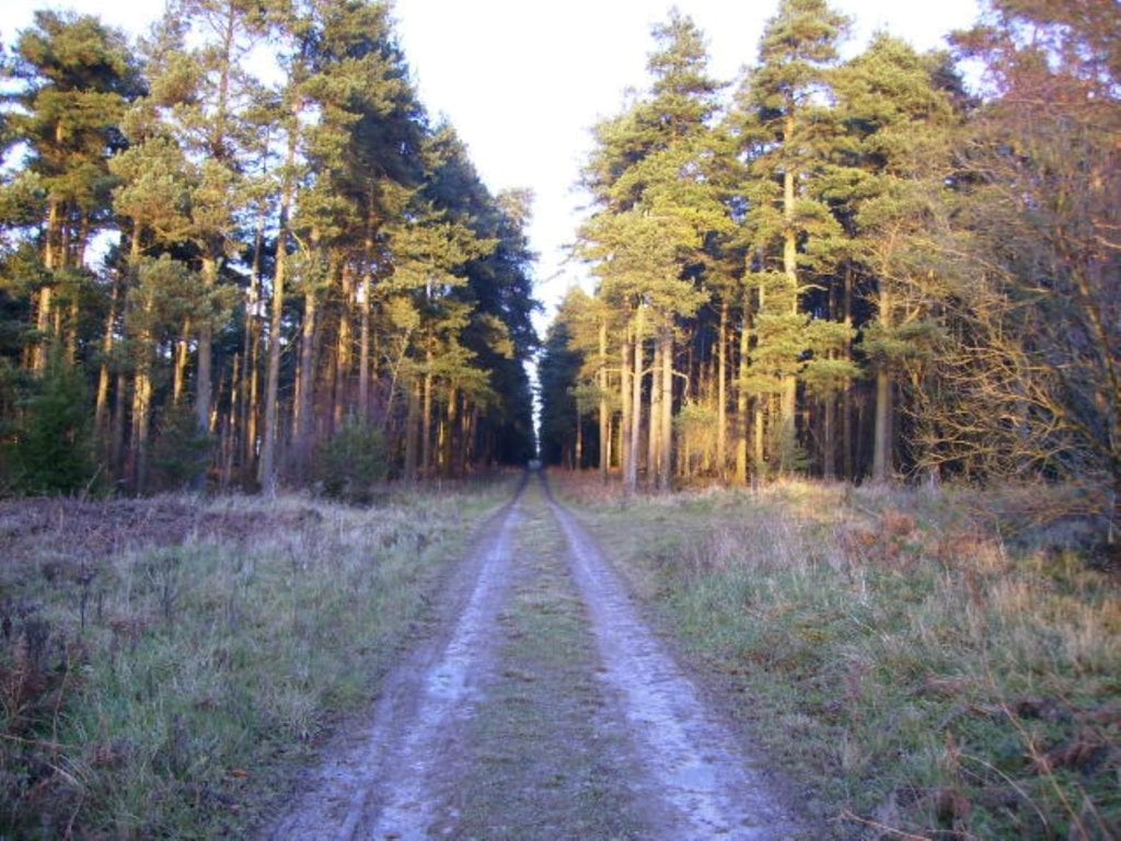 Dalby Forest, North York Moors, Phil Catterall