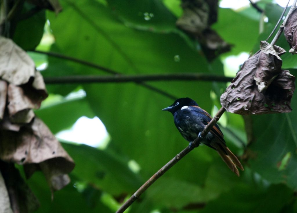 Flycatcher Seychelles nature and wildlife by Adrian Scottow Flickr