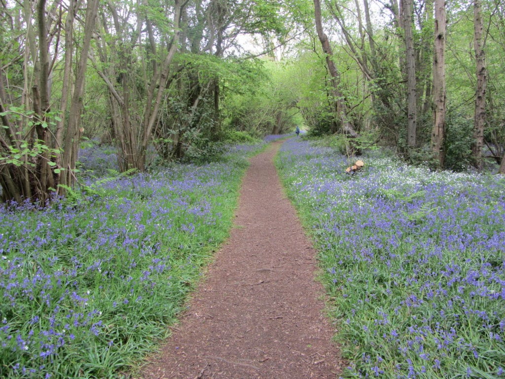 Foxley Wood Bluebell Norfolk by Explore Norfolk