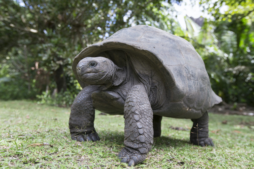 Giant Tortoise Aldabra Seychelles by Katiekk Shutterstock