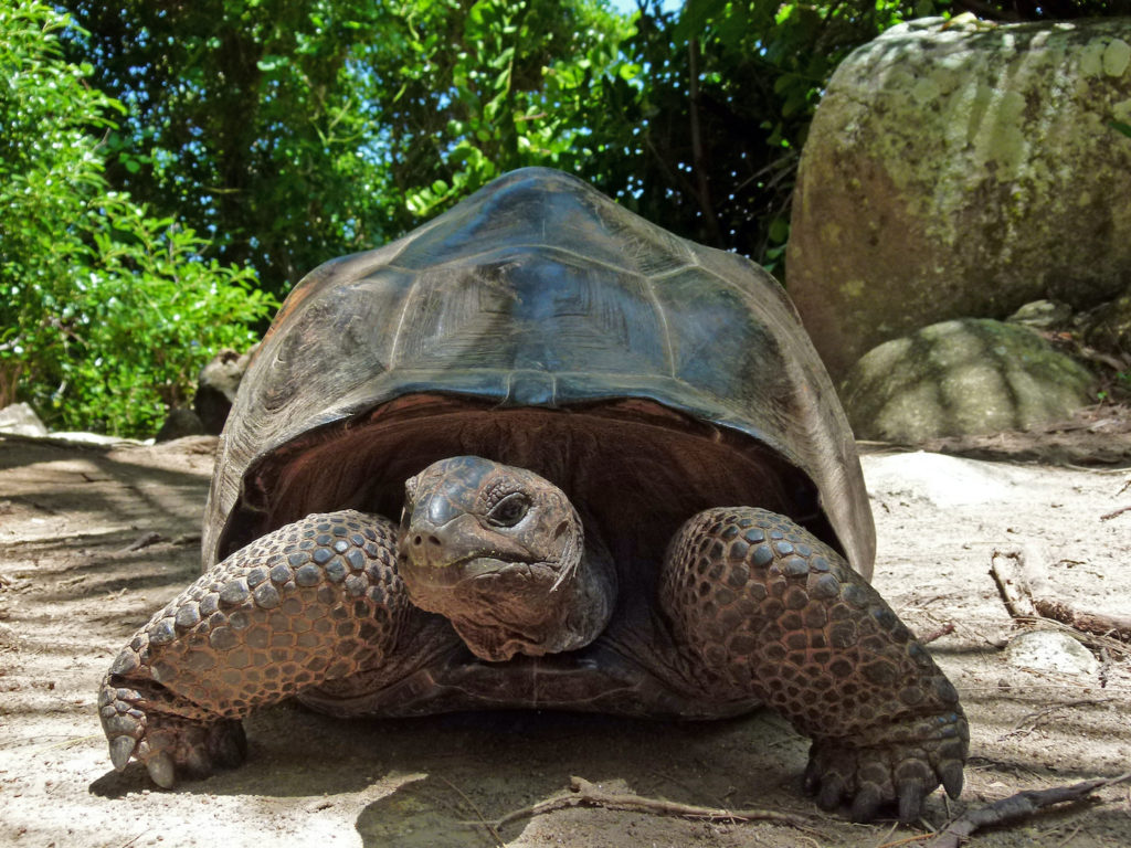 Giant Tortoise Moyenne Island National Park Seychelles by Xjschx Wikimedia Commons