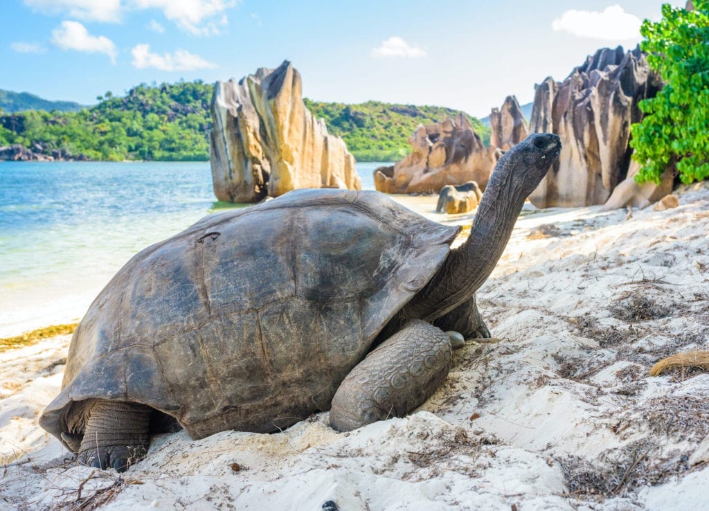 Giant tortoise Aldabra Seychelles by Jan Bures Shutterstock