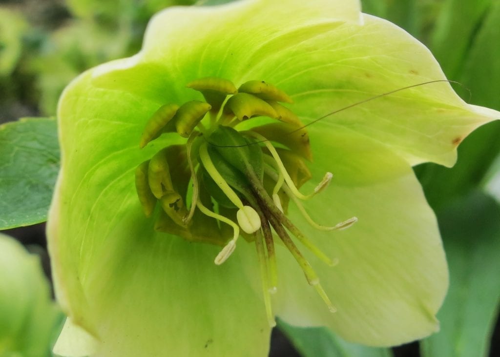 Green Hellebore spring flower by Ruth Hartnup Flickr