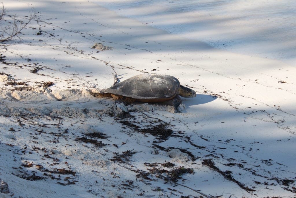 Hawksbill Turtle Bird Island Seychelles by Gerwin Sturm Flickr