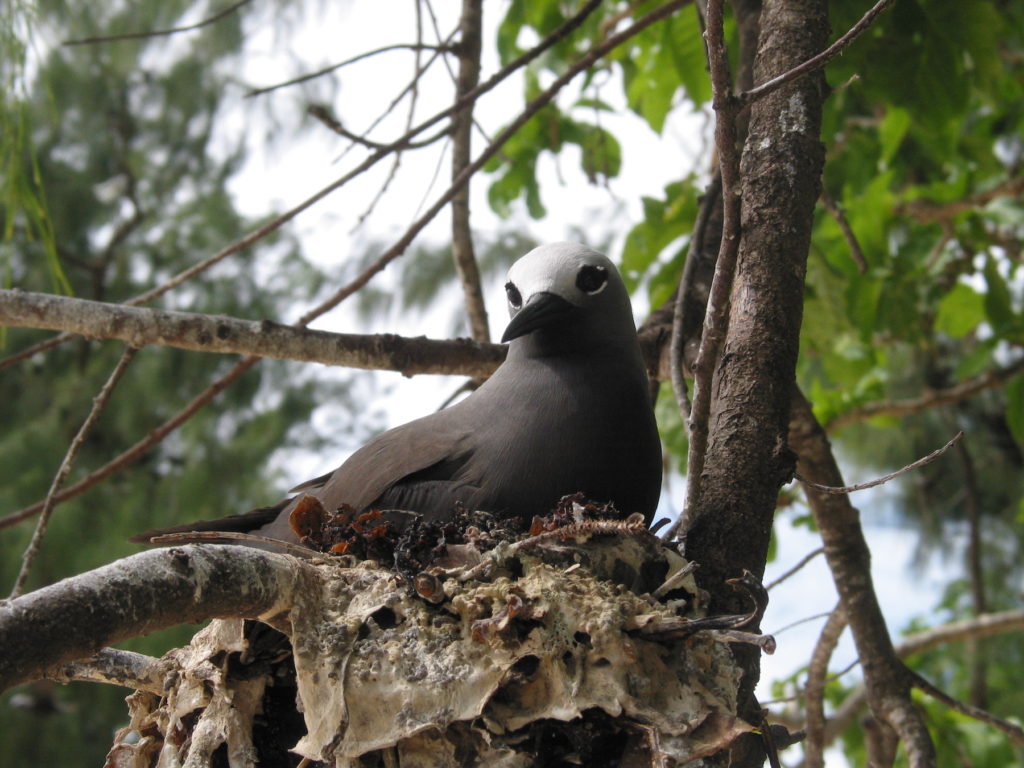 Lesser noddy Cousin Island Seychelles by fred_pnd Wikimedia Commons