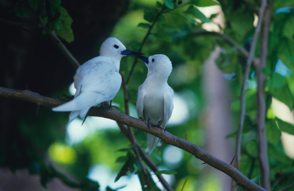 Love Birds Bird Island Seychelles by Derek Harris Unsplash