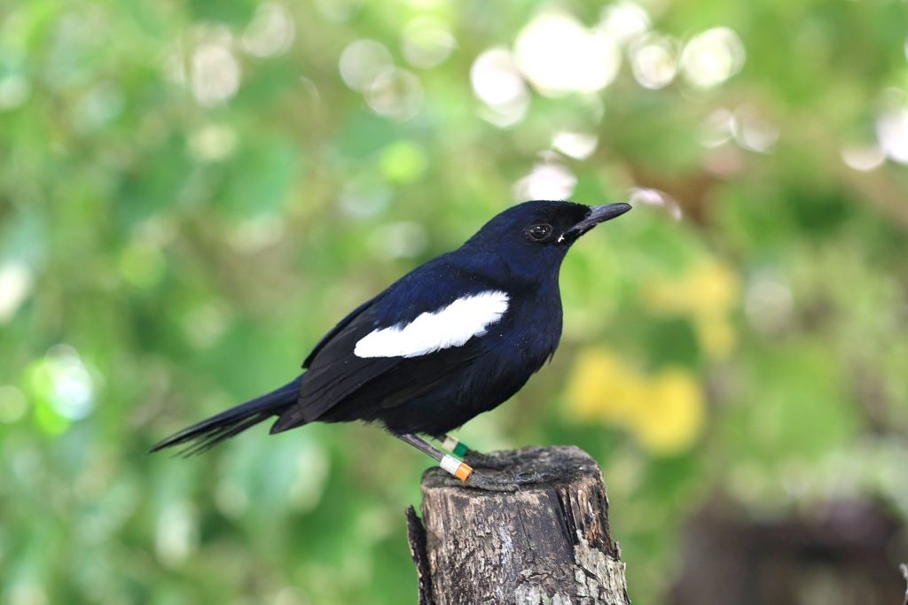 Magpie Robin Seychelles nature and wildlife by Adrian Scottow Wikimedia Commons