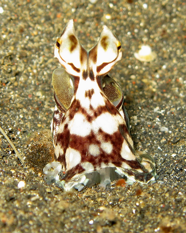 Mimic octopus by Steve Childs Flickr
