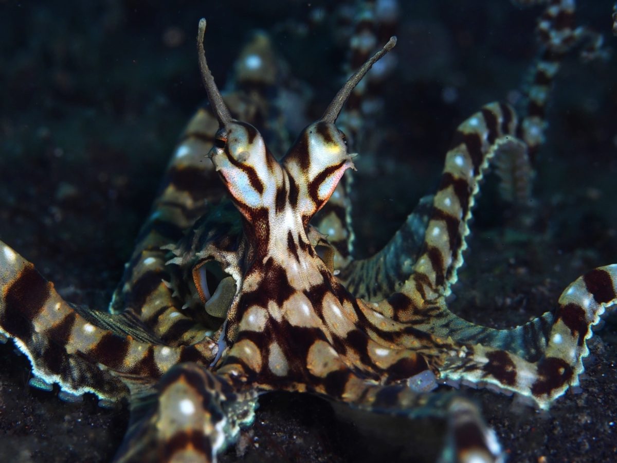 Mimic Octopus by Rickard Zerpe Flickr