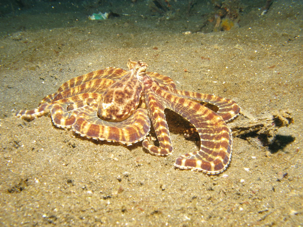 Mimic octopus by prilfish Flickr