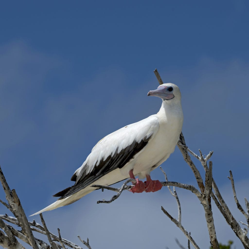 Red Footed Booby Aldabra Seychelles by Janos Rautonen Shutterstock