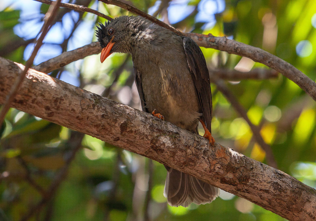 Seychelles bulbul National Park Praslin Seychelles by Yulia Kolosova Wikimedia Commons