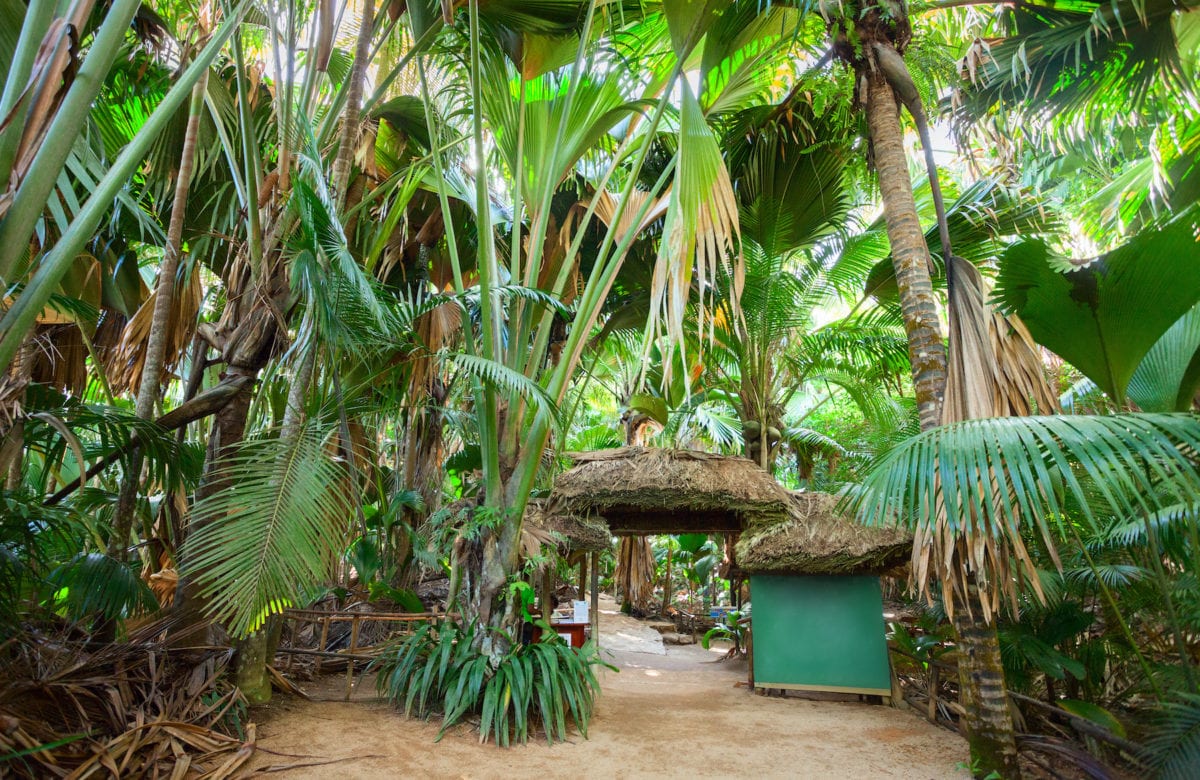 Vallee de Mai Palm Forest Praslin Island Seychelles by Nella Shutterstock