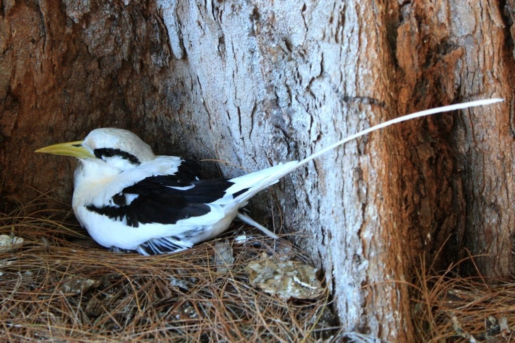 White-tased tropicbird Cousin Island Seychelles by Dreizung Wikimedia Commons