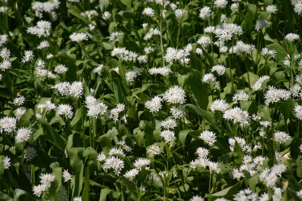 Wild garlic ransoms flower best places to see spring flowers by nickodoherty Flickr