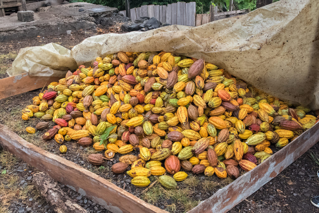 Cacao pods in Sao Tome and Principe by Pascale Gueret Shutterstock