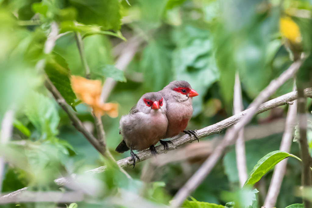 Common waxbill Sao Tome Principe by Pascale Gueret Shutterstock