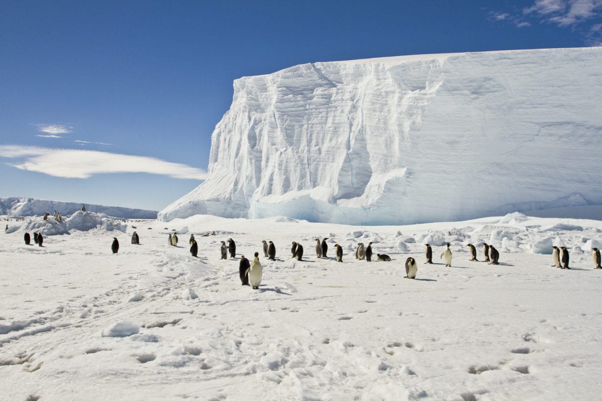 Emperor penguins Antarctica by Sergey 402 Shutterstock