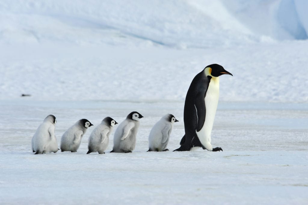 Emperor penguins Antarctica by vladsilver Shutterstock