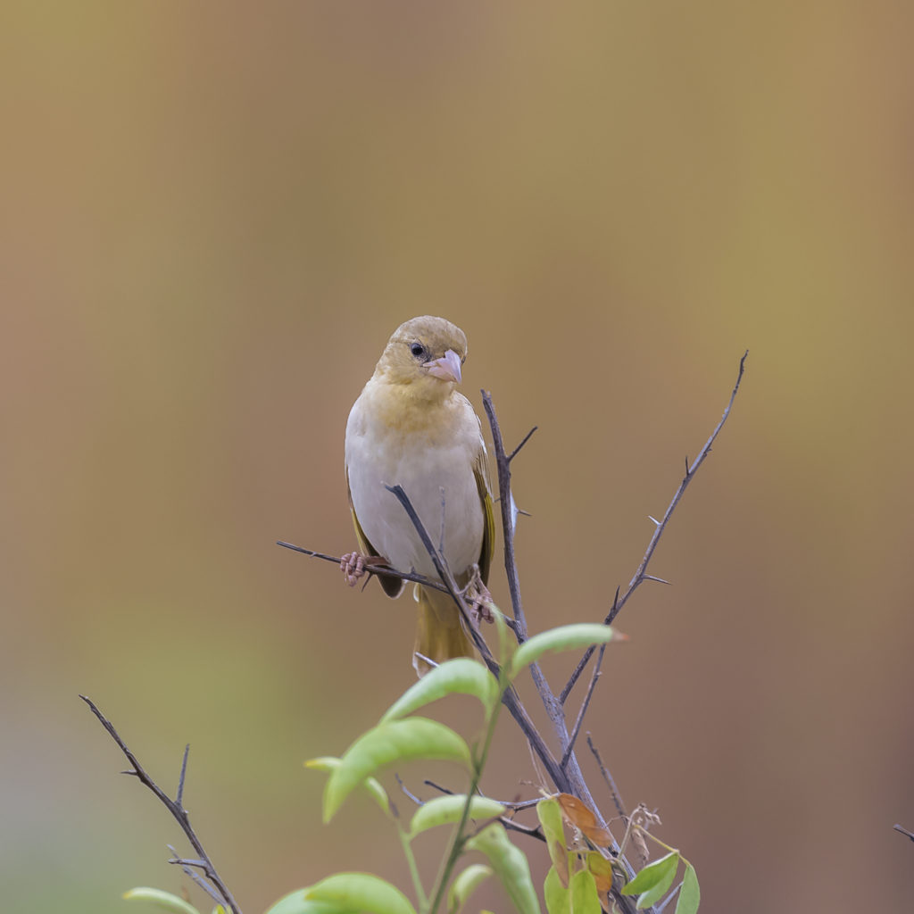 Principe Seedeater Sao TOme Principe by Pascale Gueret Shutterstock