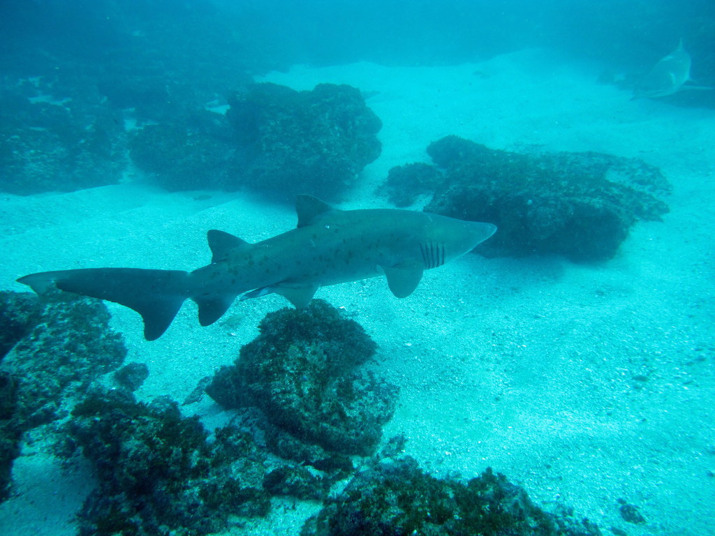 Ragged tooth Shark Aliwal Shoal Umkomaas South Africa by Derek Keats Wikimedia Commons