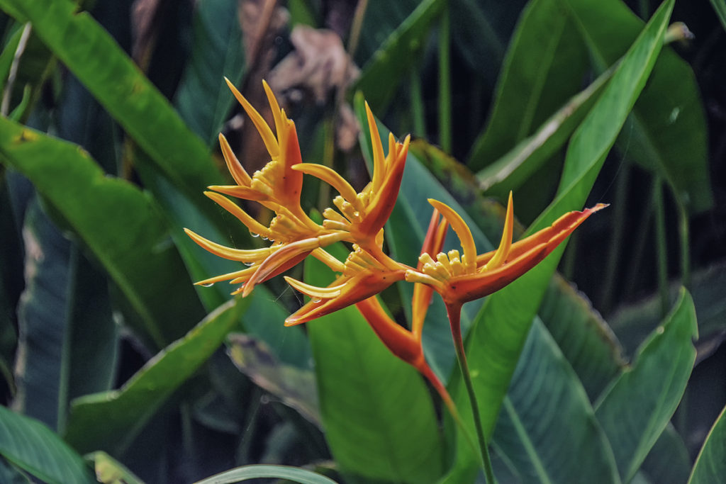 Bird of Paradise flower Sao Tome and Principe by Atosan Shutterstock