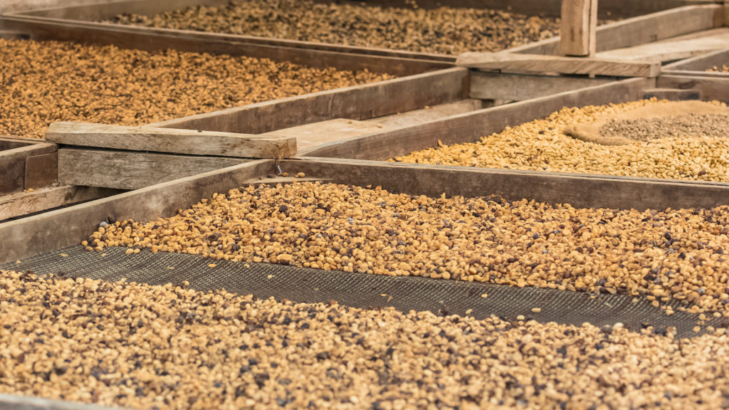 Coffee beans Sao Tome Principe by Pascale Gueret Shutterstock