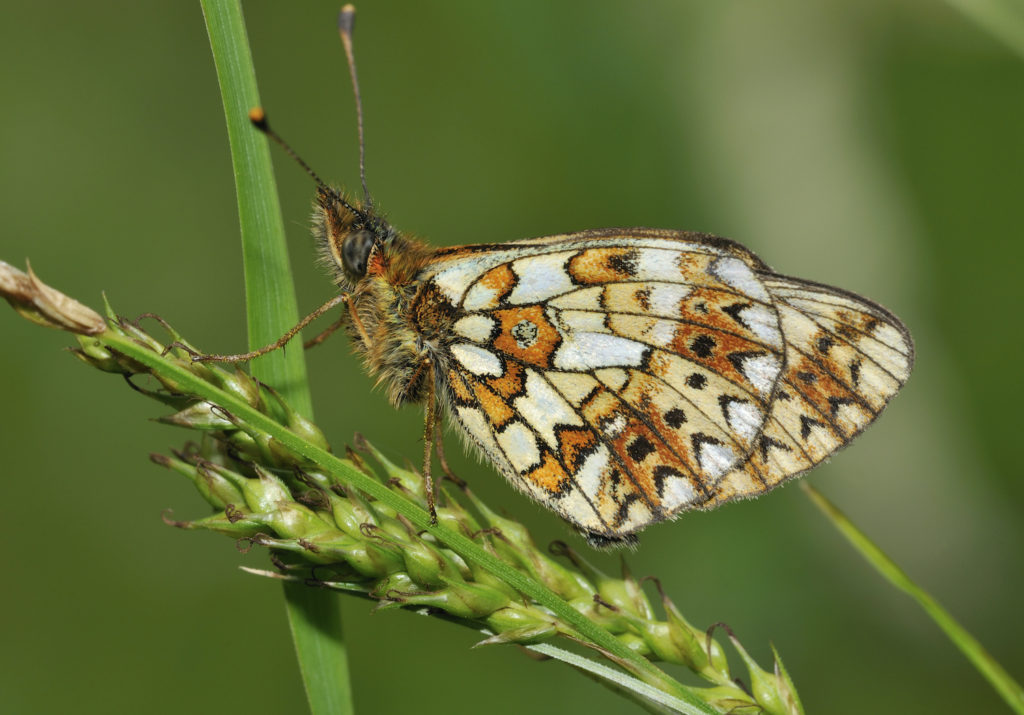 Firtillary Butterfly by Martin Fowler Shutterstock