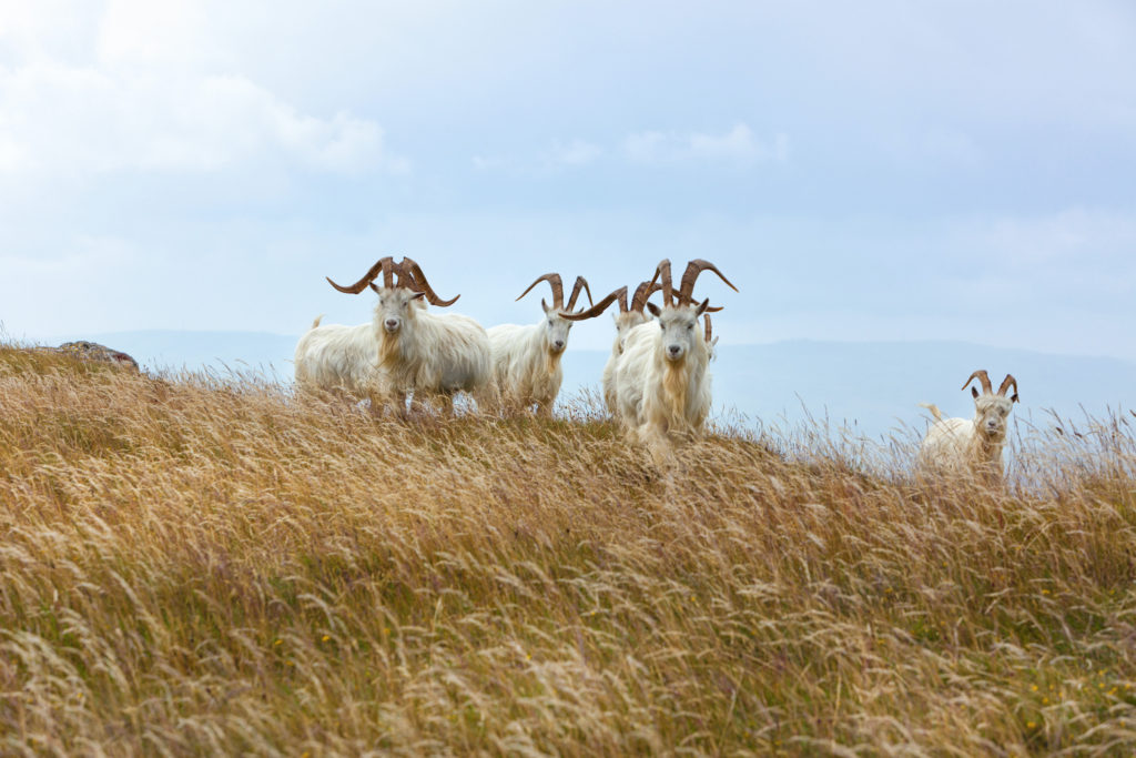 Goats Great Orme Head Wales by Oliver Hoffman Shutterstock wildlife breaks Wales